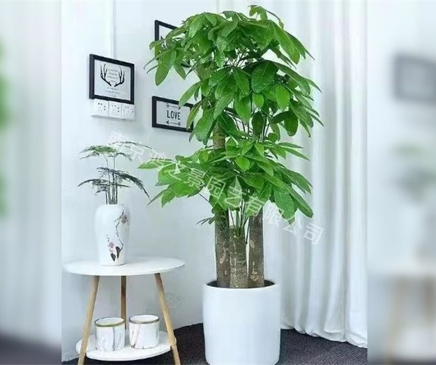 步步高升