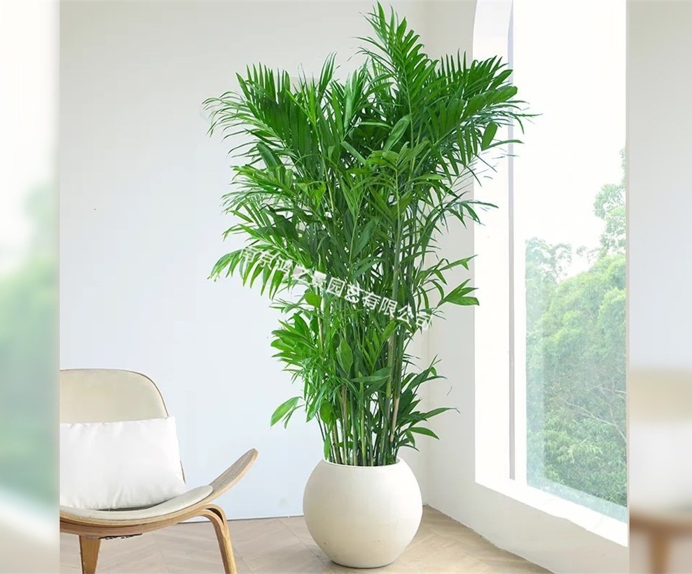 夏威夷竹_副本.jpg