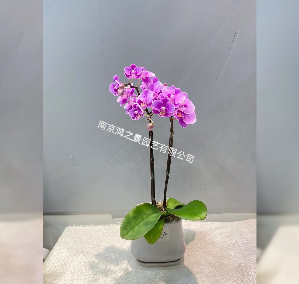 蝴蝶兰