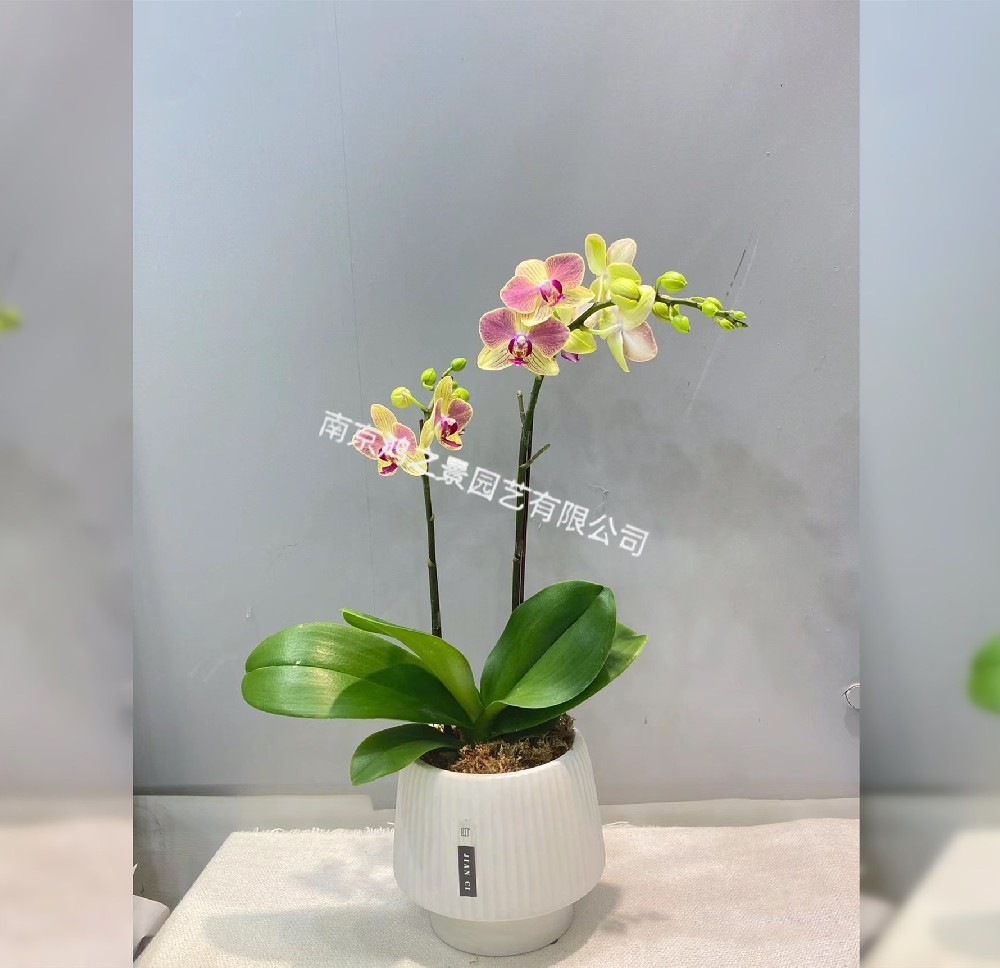 蝴蝶兰