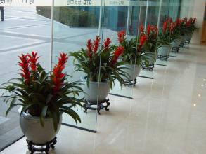 选择南京植物租赁公司有哪些好处