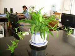 办公室植物摆放也讲究风水知识么?