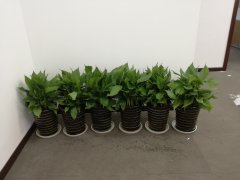 办公室绿植租赁常选植物有哪些